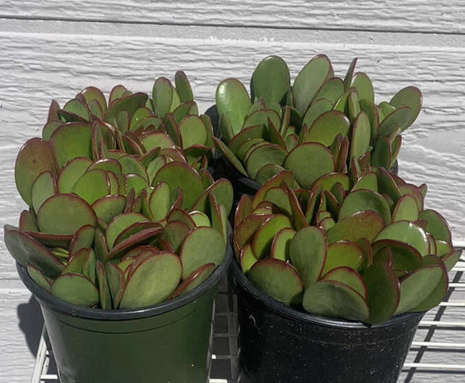 Jade Plant Cuttings – 18 Crassula Ovata Cuttings in Mixed 2–4 Inch Sizes – Live Succulent Stems for Rooting