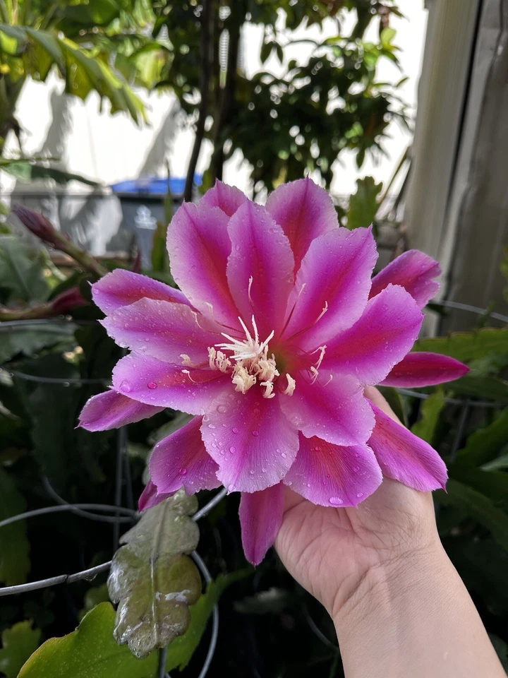 Purple Orchid Cactus Cuttings – 2 Live Segments for Planting or Propagation – Epiphyllum oxypetalum, Purple-Flowering Cultivar