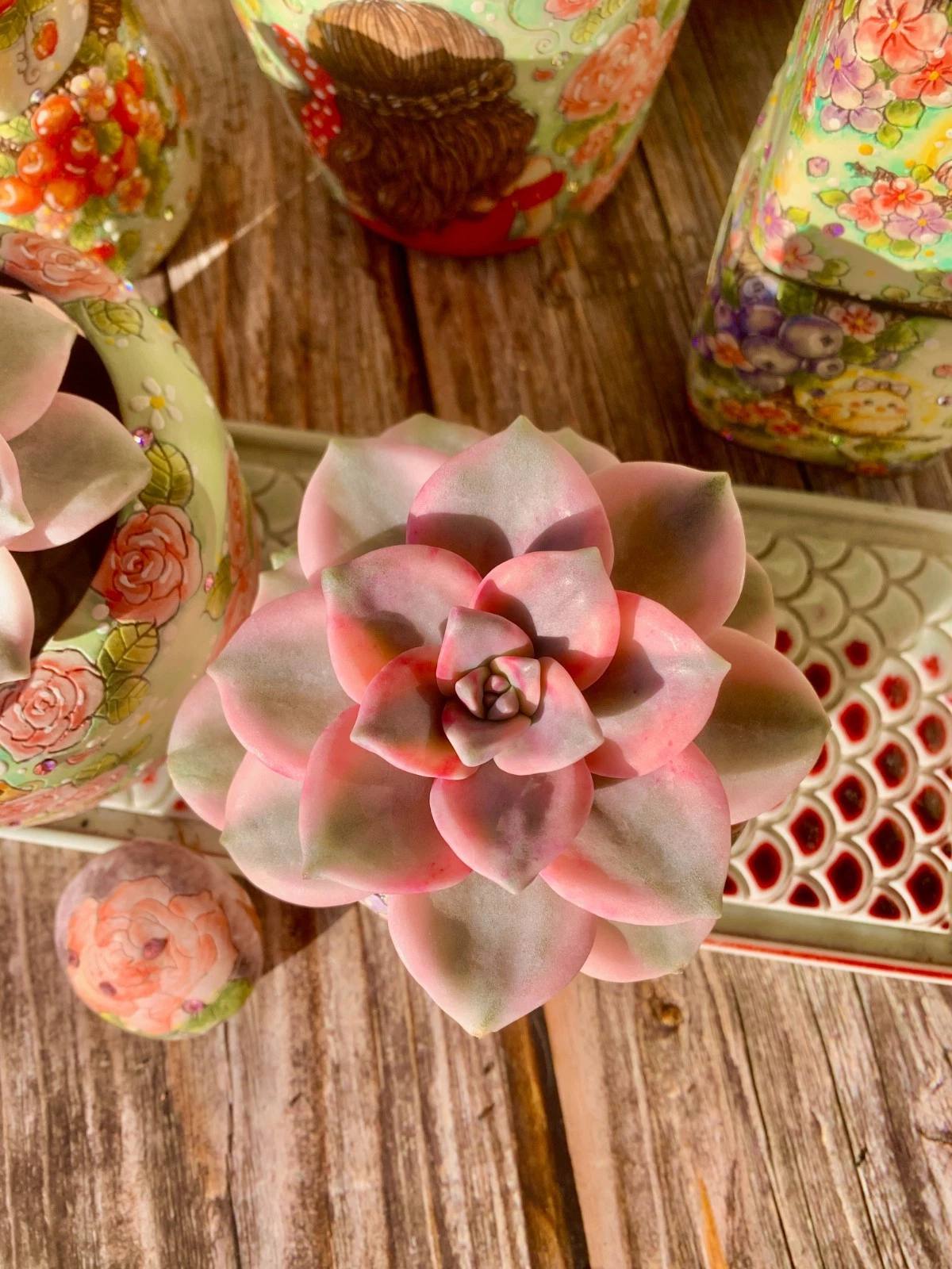 Graptopetalum Snow White Succulent - Live Bare Root Variegated Plant - Ornamental Rosette - Bright Light Adaptable