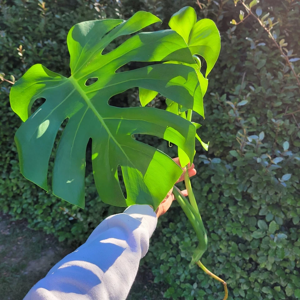 Large Monstera Deliciosa Rooted Cutting - Live Swiss Cheese Plant for Indoor Growing - Monstera deliciosa Houseplant