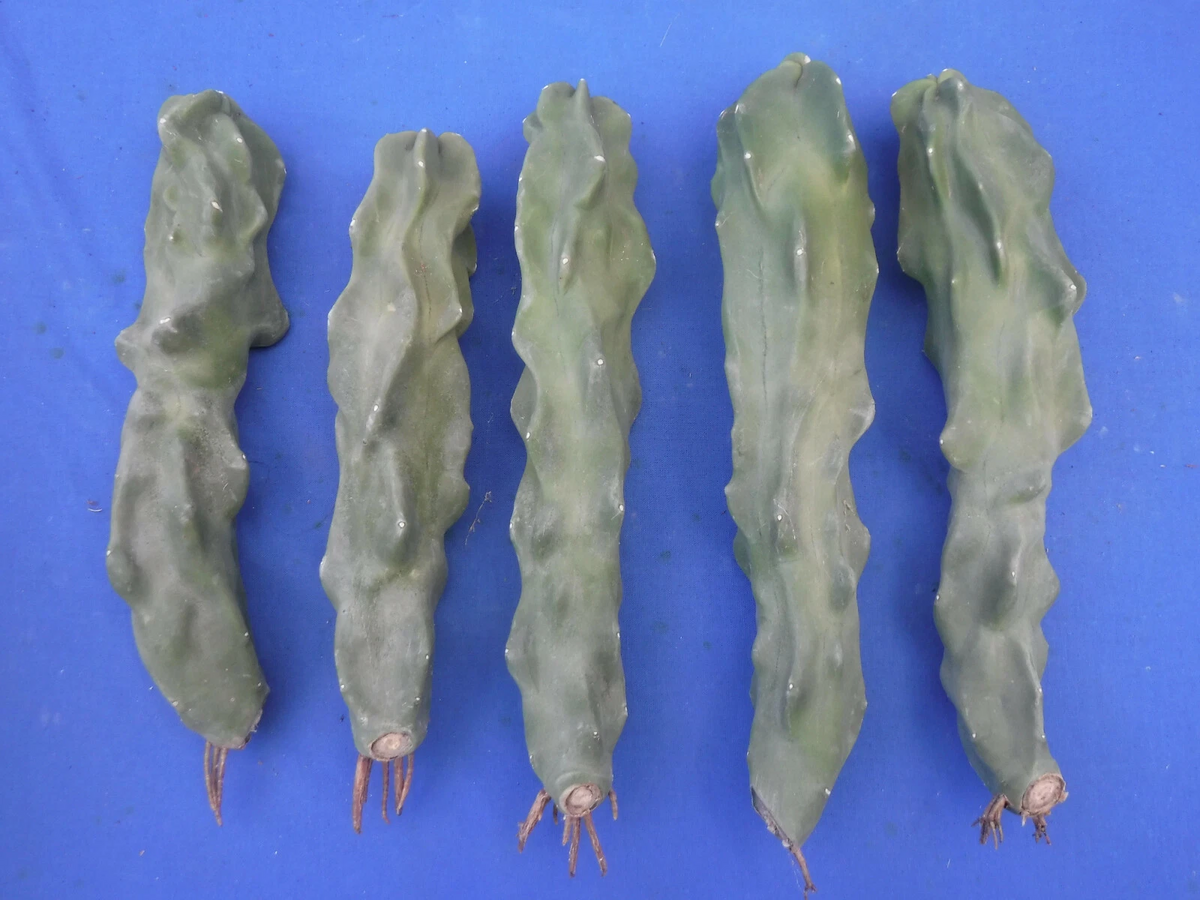 Totem Pole Cactus Cutting 8-10 Inch Thin Version Lophocereus schottii Unrooted Ornamental Cactus for Propagation