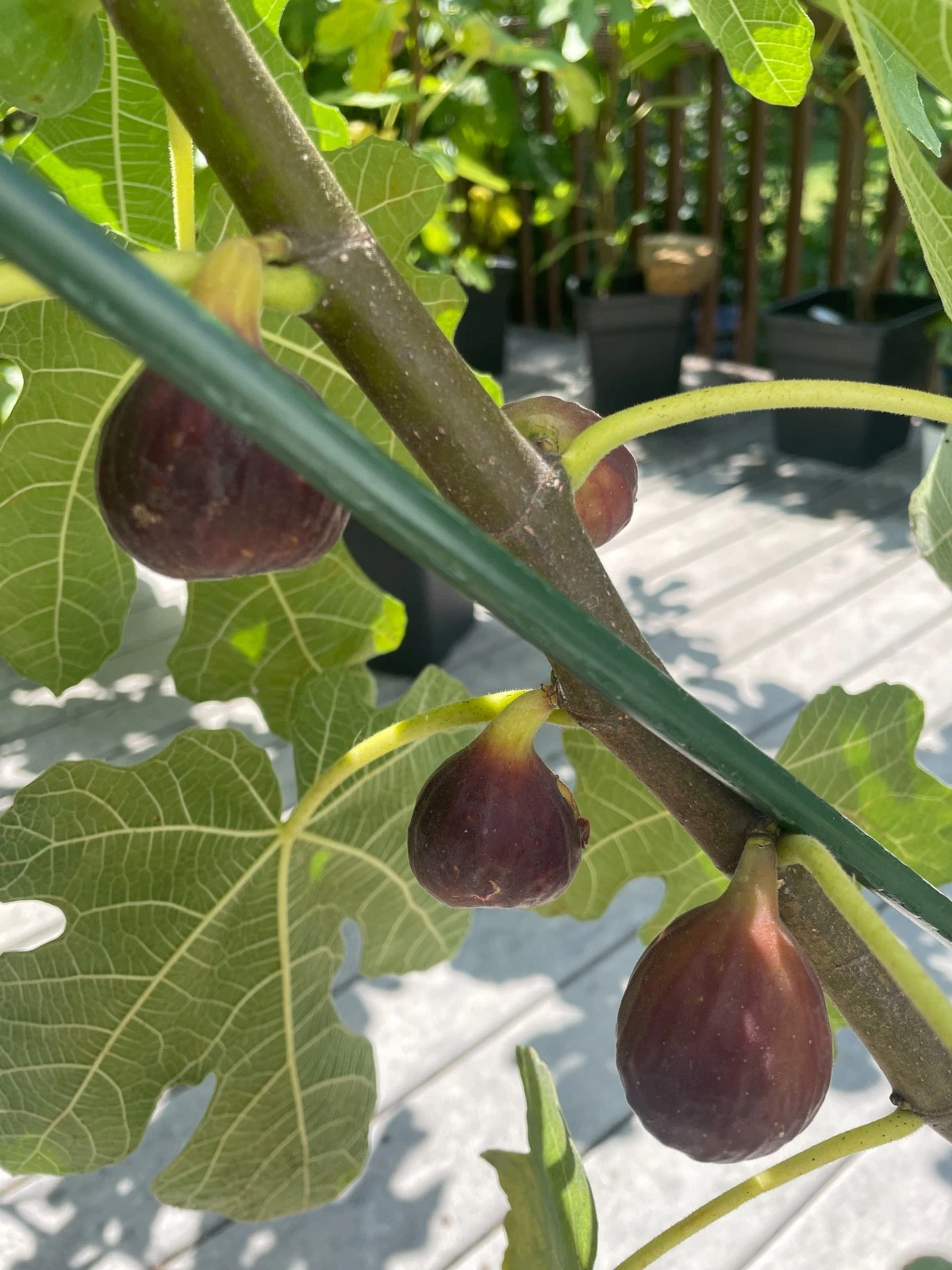 Organic Chicago Hardy Fig Cuttings - 4 Early Season Cold Hardy Figs for Home Gardens - Ficus carica