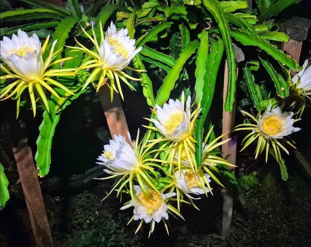 Colombian Yellow Dragon Fruit Cuttings - 8 Unrooted Selenicereus megalanthus Stems 7 Inches or Longer for Planting