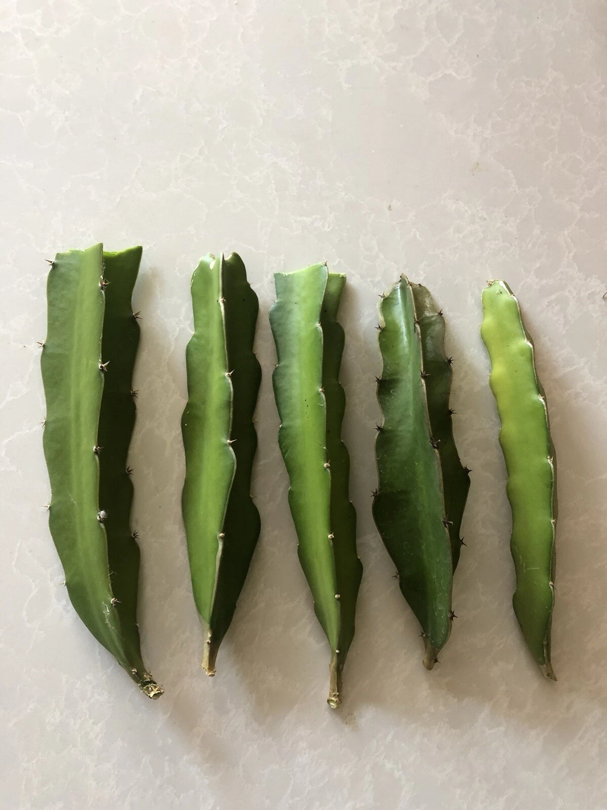 Red Dragon Fruit Cuttings - 5 Unrooted Hylocereus Cuttings for Planting - Fresh Pink Skin Cactus