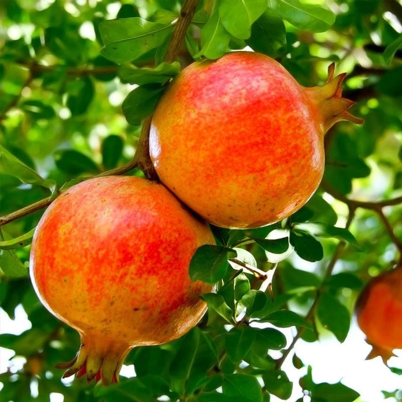 Sirenevyi Pomegranate Cuttings - 3 Fresh Unrooted Cuttings for Propagation - Punica granatum - Ideal for Grafting or Rooting