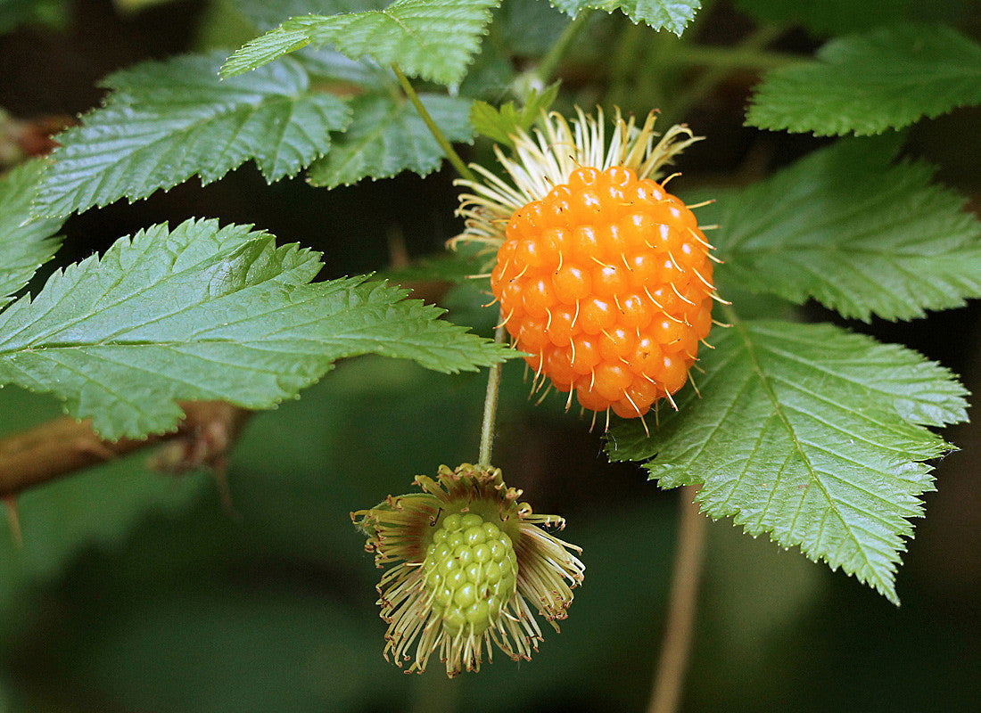 Bare Root Salmonberry Bush Plant - Edible Wild Berry Shrub - Rubus spectabilis - Native Perennial for Food Forests & Pollinators