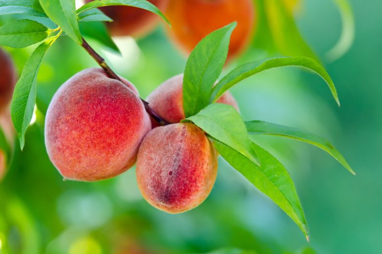 7 Prunus persica Peach Cuttings 6" California Variety - Edible Sweet Fruit Tree Starter for Home Gardens