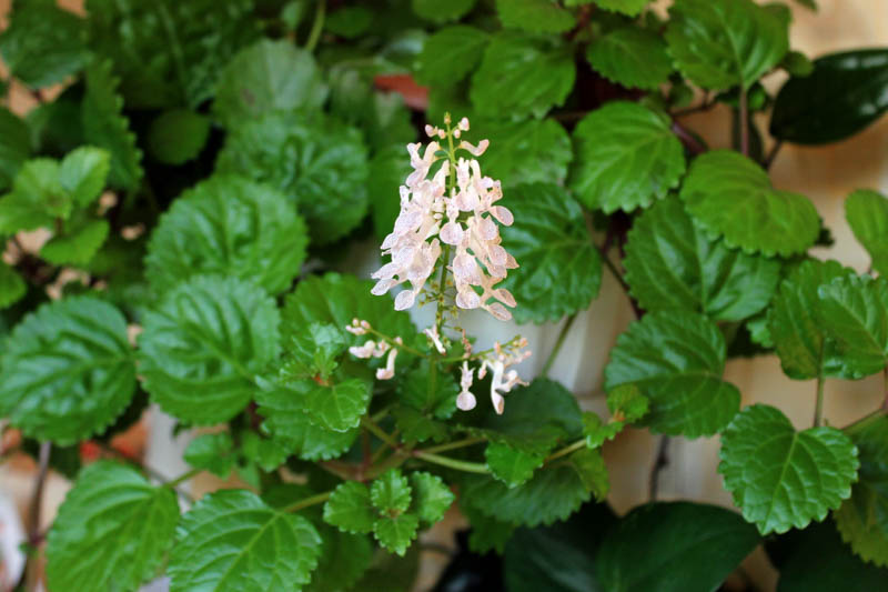 4 Live Bare Rooted Swedish Ivy Plants | Creeping Charlie | Plectranthus verticillatus | Fast-Growing Indoor Ground Cover