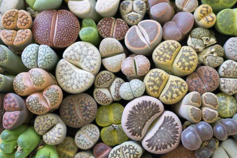 Lithops Succulent Plants - 10 Bare Root Living Stones - Rare Imported Varieties - Easy Care Indoor Decor - Lithops spp.