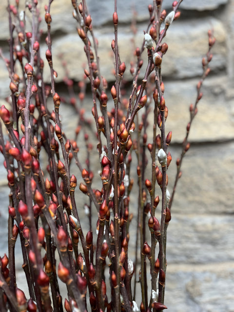 Silky Willow Cuttings Lot of 5 - Salix sericea Unrooted 18 Inch Cuttings for Propagation and Planting