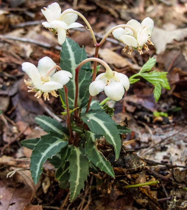 10 Bare-Root Rat’s Vein Plants | Spotted Wintergreen | Chimaphila maculata | Shade Evergreen Perennial for Woodland Gardens