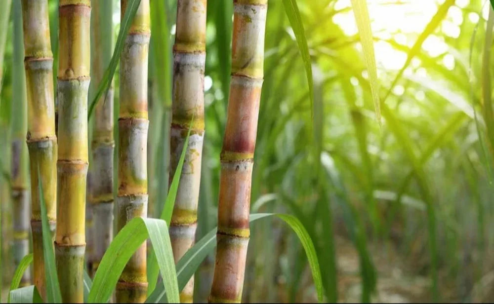 3 Fresh Sugarcane Cuttings | Organic Edible Plant | Sweet Juicy Cane | Saccharum officinarum | Ready to Plant