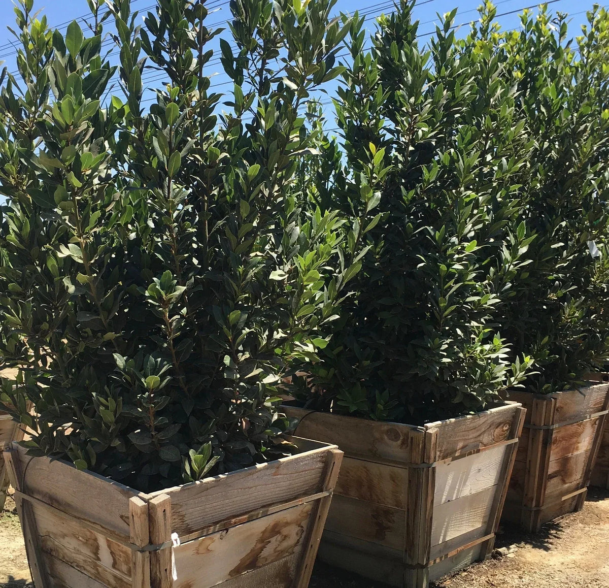 10 Unrooted Bay Laurel Cuttings | Sweet Bay Herb | Laurus nobilis | Culinary, Medicinal, Aromatic Starter Plants
