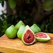 Dalmatie Fig Cutting 8"+ Unrooted 3+ Nodes Ficus carica - Sweet Green Fig for Propagation or Grafting