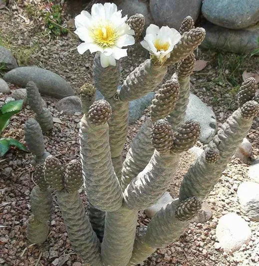 Pine Cone Cactus Cutting – Live Unrooted Succulent Segment – Tephrocactus Articulatus – Easy to Grow & Propagate