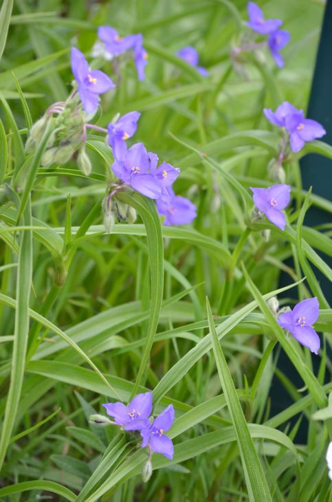 150 Seeds Tradescantia bracteata Prairie Spiderwort Violet-Blue Flowers Native Perennial Wildflower for Pollinators