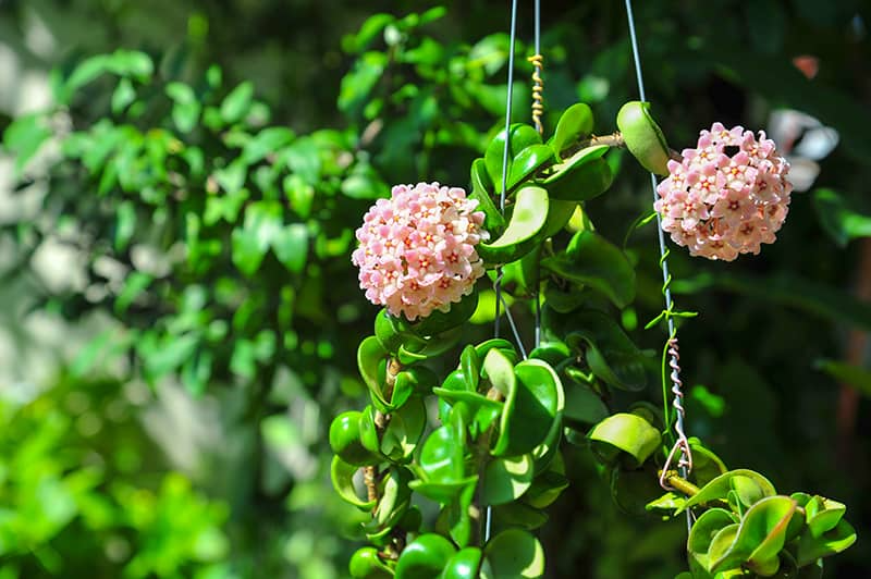 Hoya Hindu Rope Cuttings - 2 Unrooted 3" Stem Pieces - Hoya Compacta - Tropical Succulent Vine for Propagation