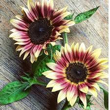 50 Strawberry Blonde Hybrid Sunflower Seeds - Rare Bicolor Blooms - Easy to Grow - Pollinator Friendly - Non-GMO