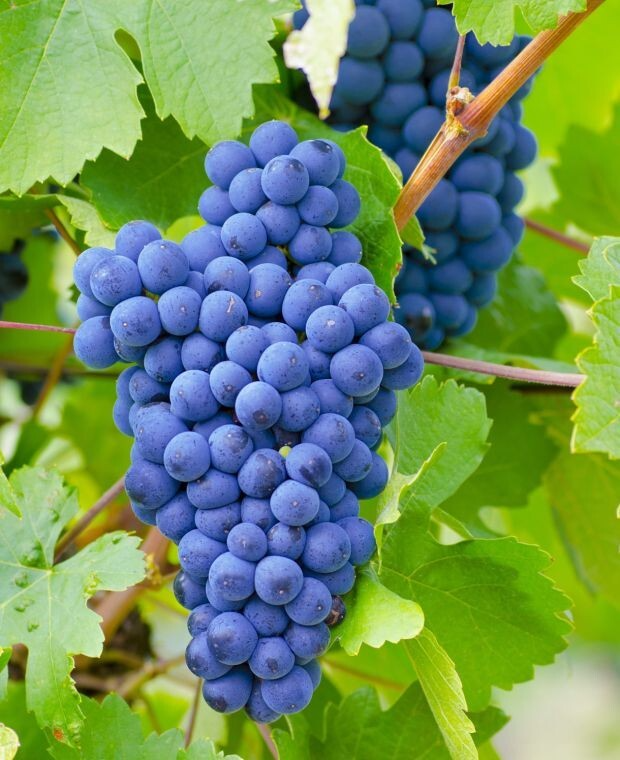 5 Japanese Kyoho Grape Unrooted Cuttings, Vitis labrusca, Sweet Purple Grapes, Easy to Root, Grape Vine Propagation, Rare Fruit Cuttings