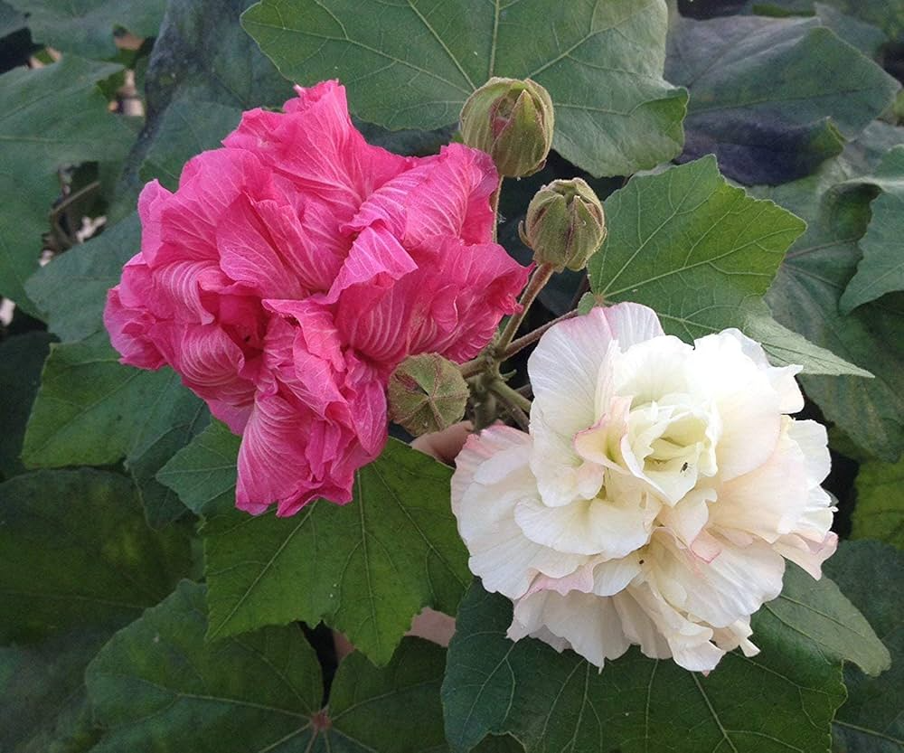 Confederate Rose Cuttings - 15 Live Cuttings, Color-Changing Flowers, Hibiscus mutabilis, Deciduous Shrub for Zones 7-11