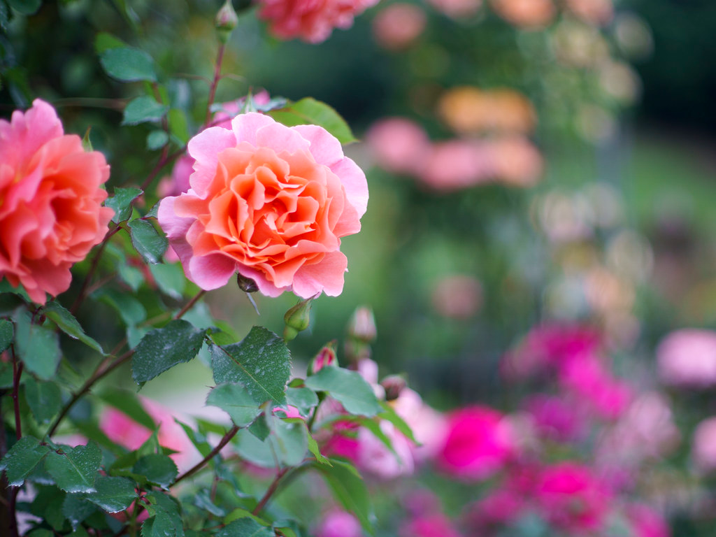 Rose Cuttings 5-6" Glowing Sunset Orange Blooms with Rooting Powder, USA Grown, Shrub Rose (Rosa 'Glowing Sunset')