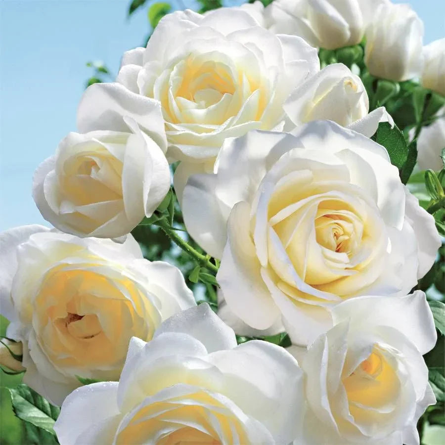 Moondance Rose Bush | Live Bare Root Plant | White Floribunda | Fragrant, Hardy Garden Shrub | Rosa 'Moondance'