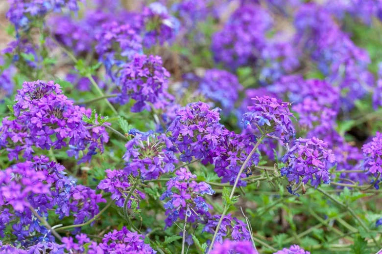 Live Homestead Purple Verbena Plant 1 Pint Pot - Verbena canadensis - Perennial Groundcover with Purple Flowers - Drought-Tolerant