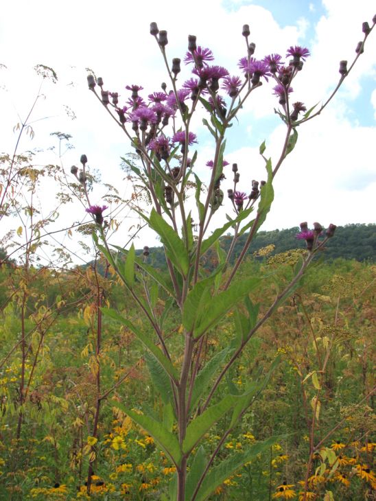 100 Vernonia noveboracensis Seeds | New York Ironweed | Native Purple Wildflower | Pollinator-Friendly Garden Plant
