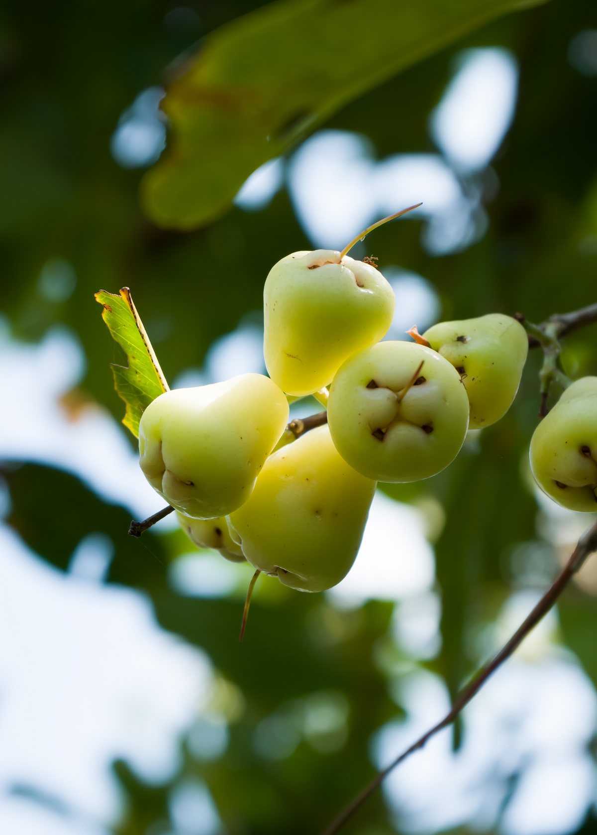 Wax Jambu, Green (Syzygium samarangense)