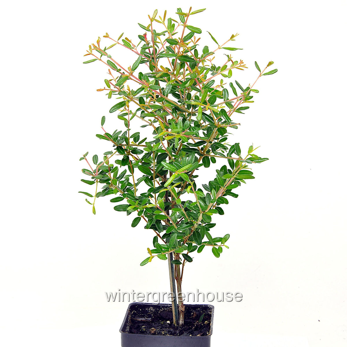 Dwarf Pomegranate Bonsai Tree - Miniature Indoor Plant - Punica granatum nana - Compact Fruit-Bearing Decoration for Home & Garden