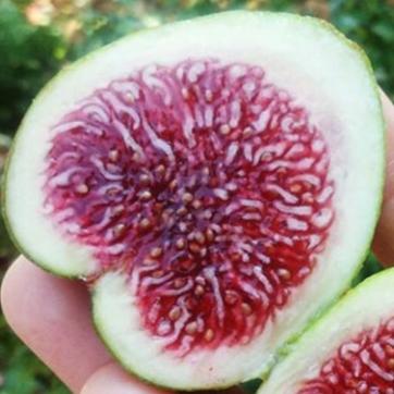 Rockaway Green Fig Cutting - Unrooted 8"+, 3+ Nodes | Rare Ficus carica, Sweet Heirloom Fig for Propagation & Grafting