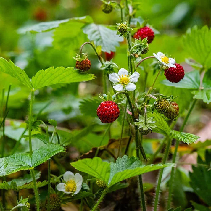 10 Bare Root Wild Strawberry Plants - Edible Fragaria vesca Rhizomes, Perennial Ground Cover, Live Garden Starter