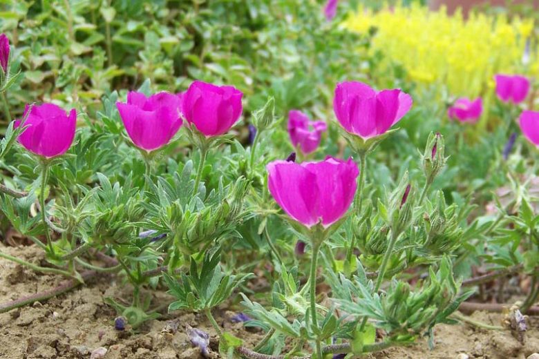 Purple Poppy Mallow Seeds - 15 Count | Callirhoe involucrata | Drought Tolerant Native Groundcover Wildflower