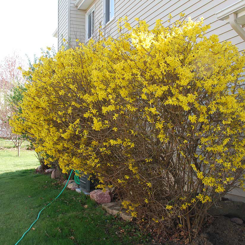 Live Forsythia Bush Plant 10–12" Bare Root | Hardy Fast-Growing Shrub | Early Spring Yellow Flowers | Forsythia x intermedia