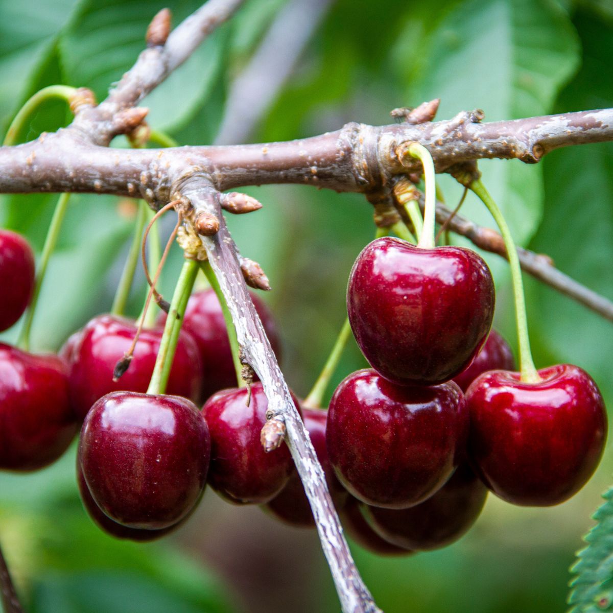 Lapins Cherry Tree - 3 ft Semi-Dwarf, Self-Pollinating, Bare Root, Sweet Dark Cherries, High Yield, Prunus avium