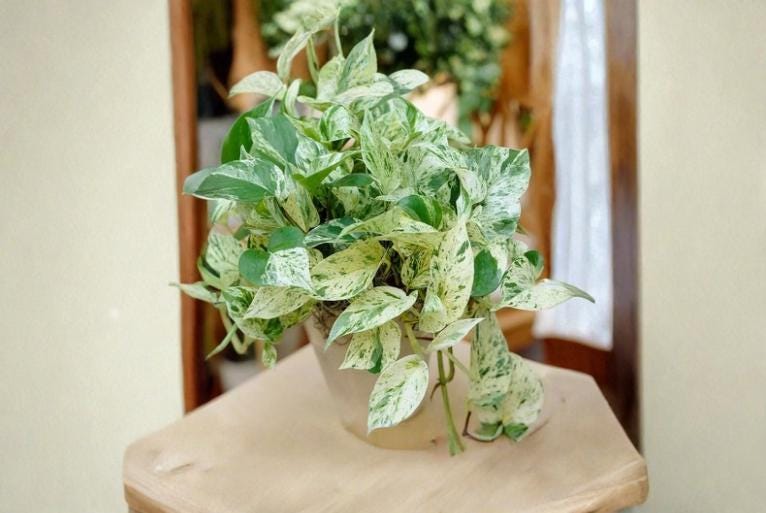 Christmas Cactus Starter Plant - Miss Shimano - Schlumbergera Truncata - Well-Rooted Indoor Cactus for Holiday Decor