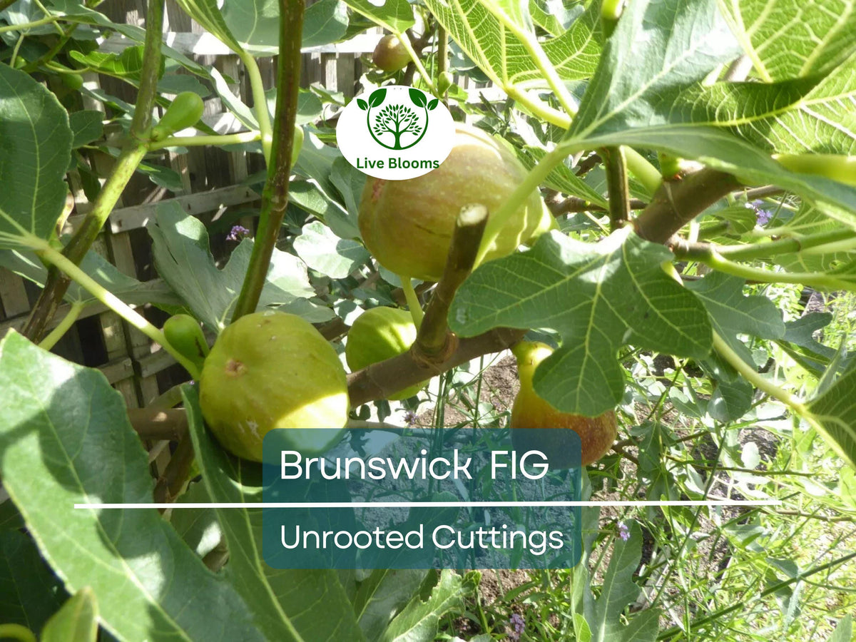Brunswick Fig Tree Cuttings 6-8" - Ficus Carica, Sweet Fruit, Easy to Grow, Unrooted Starter Plant - 6 Pack