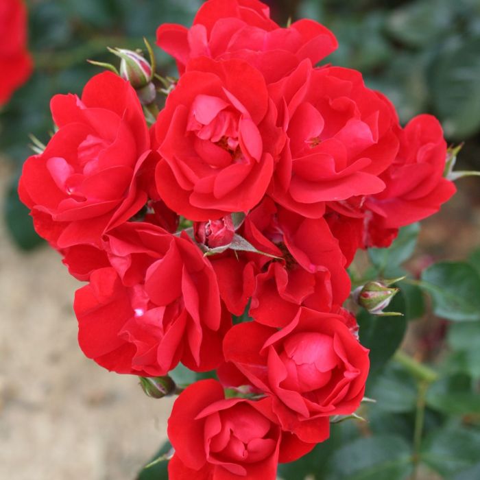 Super Rare Eternity Red Rose Cuttings - 3 Unrooted Deep Red Cuttings - Rosa ‘Eternity Red’ for Rooting & Grafting