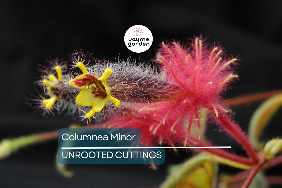 Christmas Cactus Starter Plant - Miss Shimano - Schlumbergera Truncata - Well-Rooted Indoor Cactus for Holiday Decor