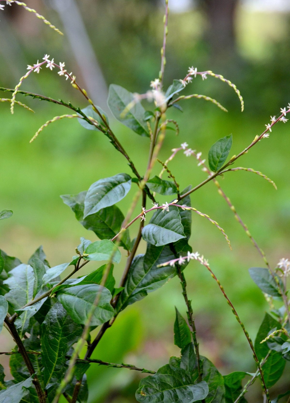 Anamu (Petiveria alliacea)