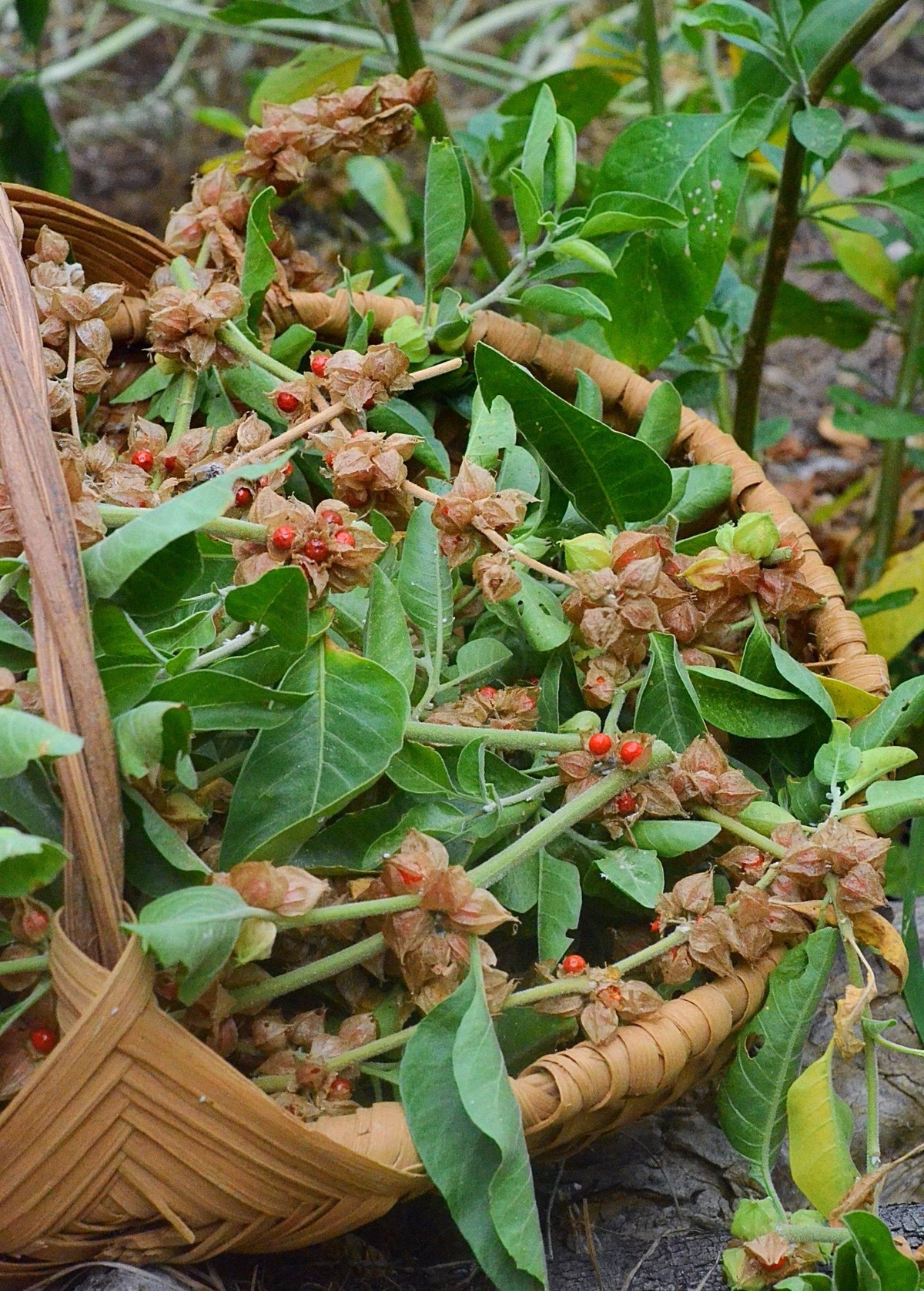 Ashwagandha (Withania somnifera)