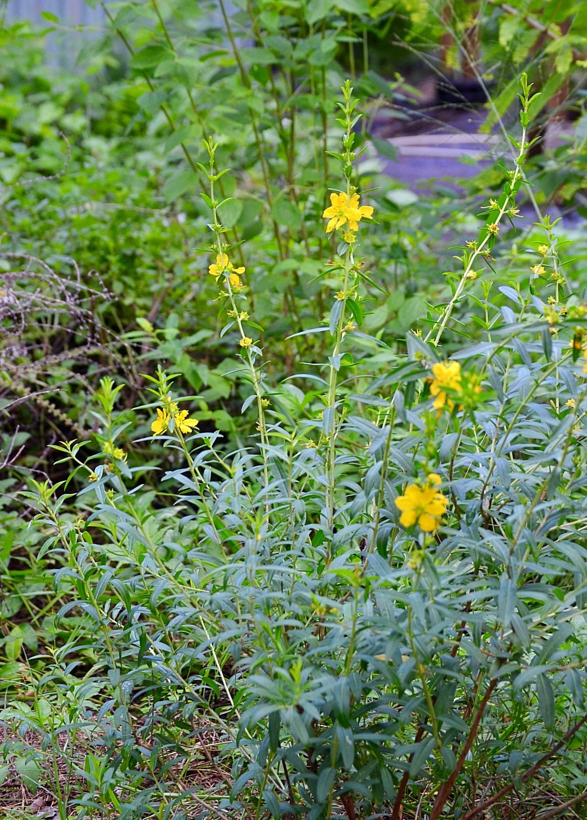 Sun Opener, Sinicuichi (Heimia salicifolia)