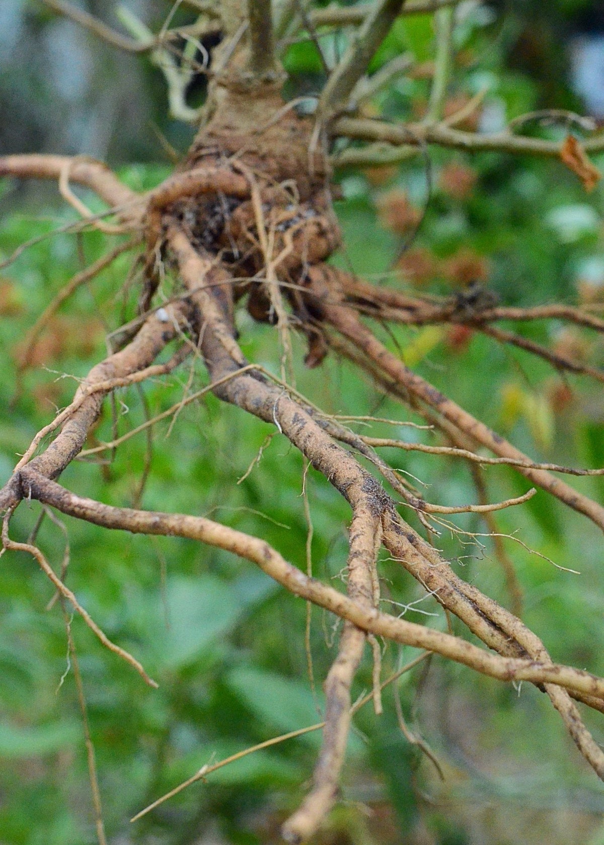 Ashwagandha (Withania somnifera)