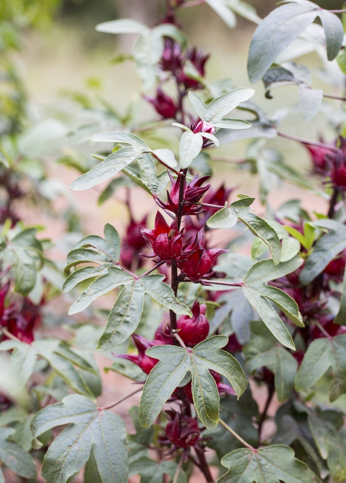 Florida Cranberry (Hibiscus sabdariffa)