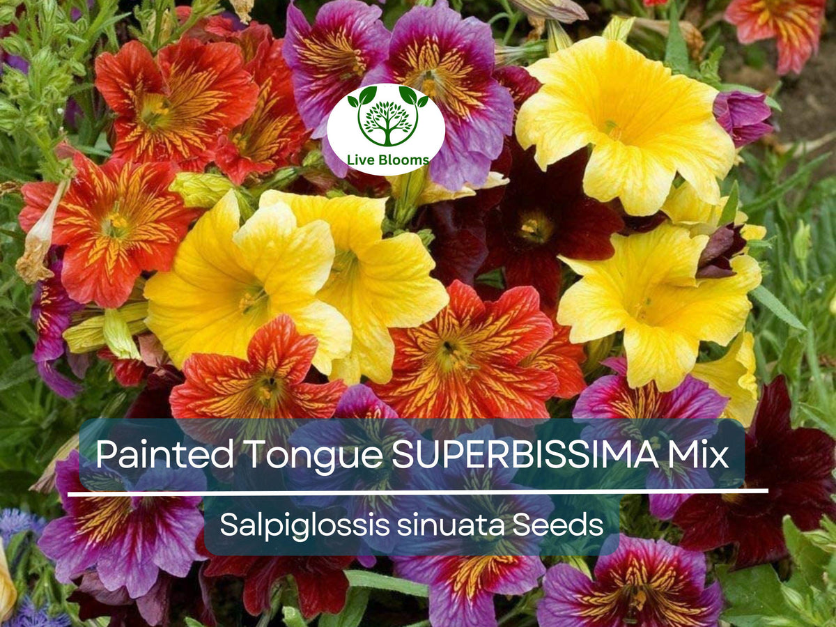 300 Seeds Painted Tongue SUPERBISSIMA Mix, Heirloom Salpiglossis, Non-GMO, Vibrant Annual Flowers, Pollinator-Friendly