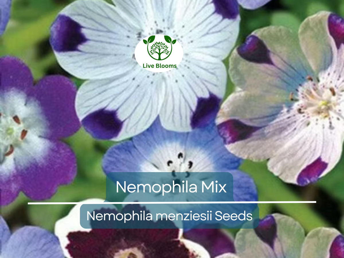 500 Seeds Nemophila Mixed Colors, Non-GMO Spring Bloomer, Easy to Grow Annual, Pollinator-Friendly, Vibrant Flowers