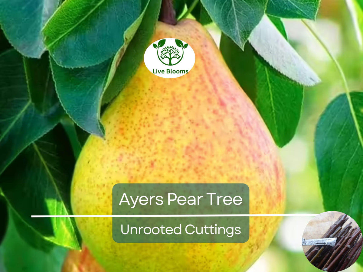 Apple Tree Seeds - 30 Pack - Malus pumila, Common Apple Tree for Planting - Perfect for Home Gardens and Orchards