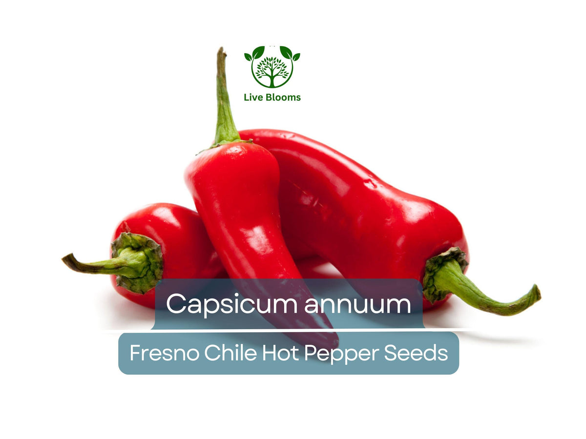 Fresno Chile Hot Pepper Seeds 250 mg | Capsicum annuum | Heirloom, Spicy & Flavorful for Salsas & Cooking