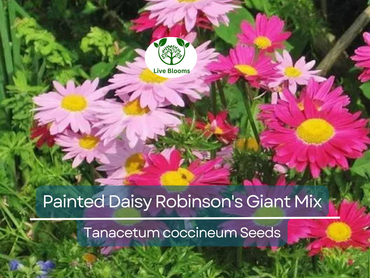 Thornless Purple Raspberry Cutting - 4" Rooted Starter Plant - Rubus 'Glencoe' - Sweet Tart Berries for Small Gardens
