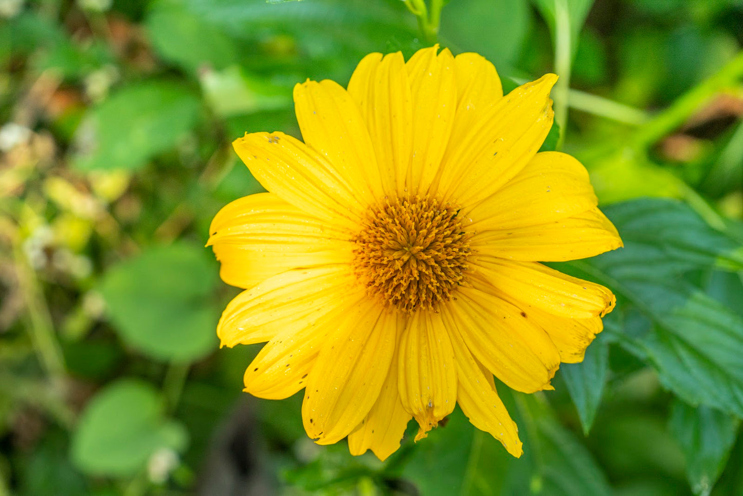 5 Mexican Sunflower Cuttings – Tithonia diversifolia – Unrooted Stems for Pollinator Gardens & Landscaping